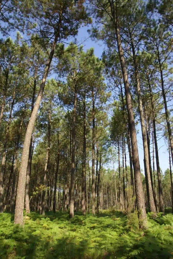 Découverte des sentiers de randonnées au cœur de la forêt Landaise.